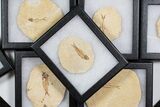 Knightia Fossil Fish From Wyoming with Display Case - 1 to 2" - Photo 4